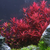 LCA Liverpool Creek Aquariums Rotala "Blood Red" aquarium plant