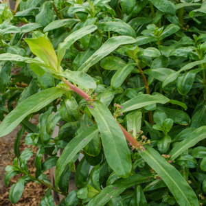 Ammannia gracilis