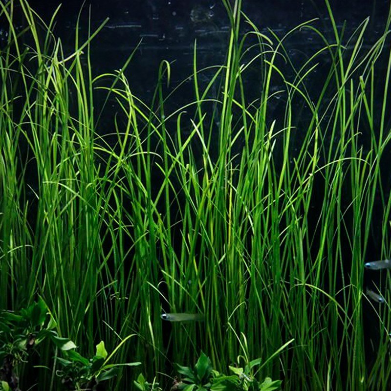 LCA Liverpool Creek Aquariums Valliseria nana aquarium plant