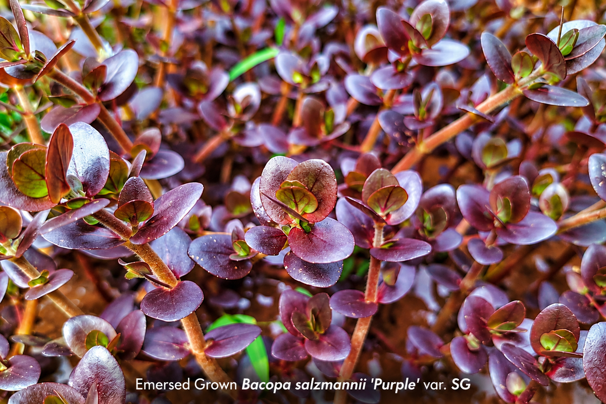 Bacopa salzmannii 'Purple SG'
