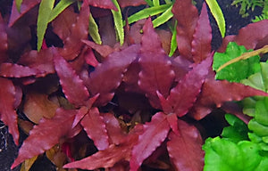 LCA Liverpool Creek Aquariums Alternanthera cardinalis