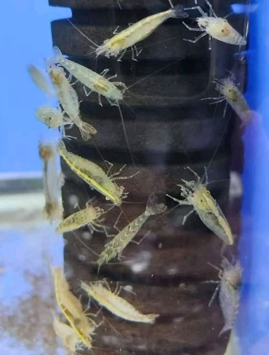 Australian Amano Shrimp