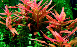 LCA Liverpool Creek Aquariums Ammannia gracilis red aquarium plant