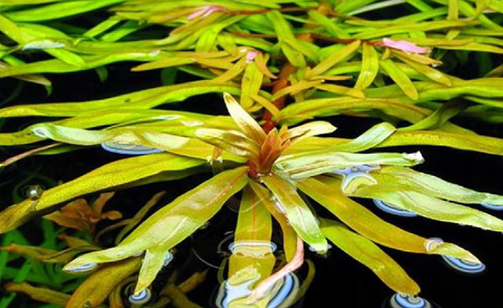 LCA Liverpool Creek Aquariums Ammannia pedicellata aquarium plant