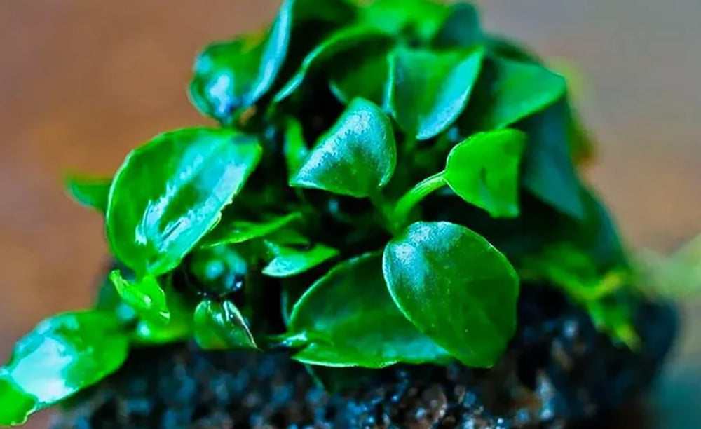 LCA Liverpool Creek Aquariums Anubias nana petite aquarium plant green and small 