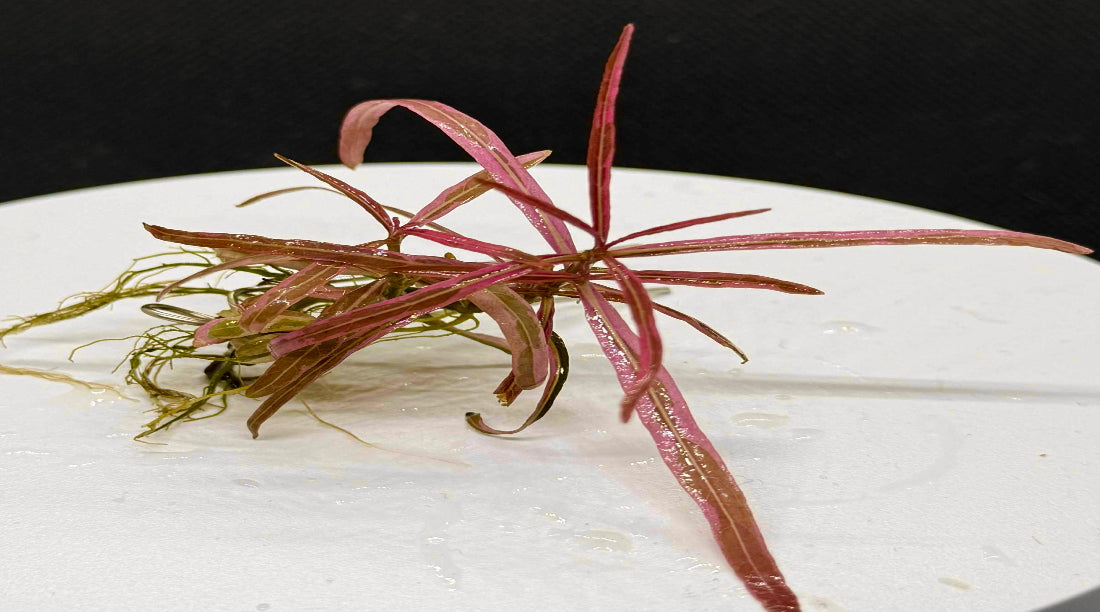 Hygrophila sp 'Chai' ( SUPER RARE )