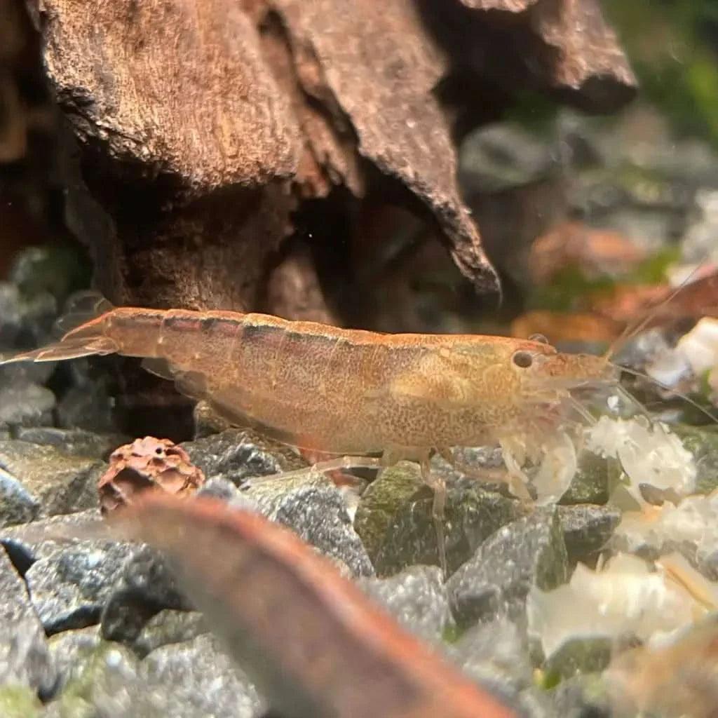 Australian Amano Shrimp - BUY 3 GET 1 FREE