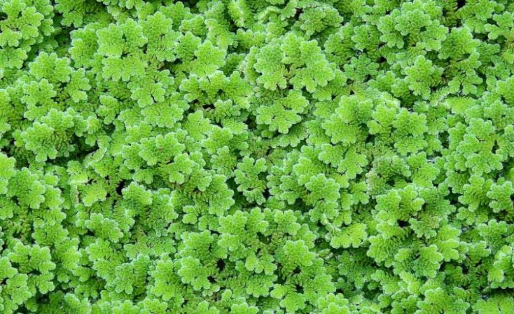 LCA Liverpool Creek Aquariums Azolla filiculoides Floating plant