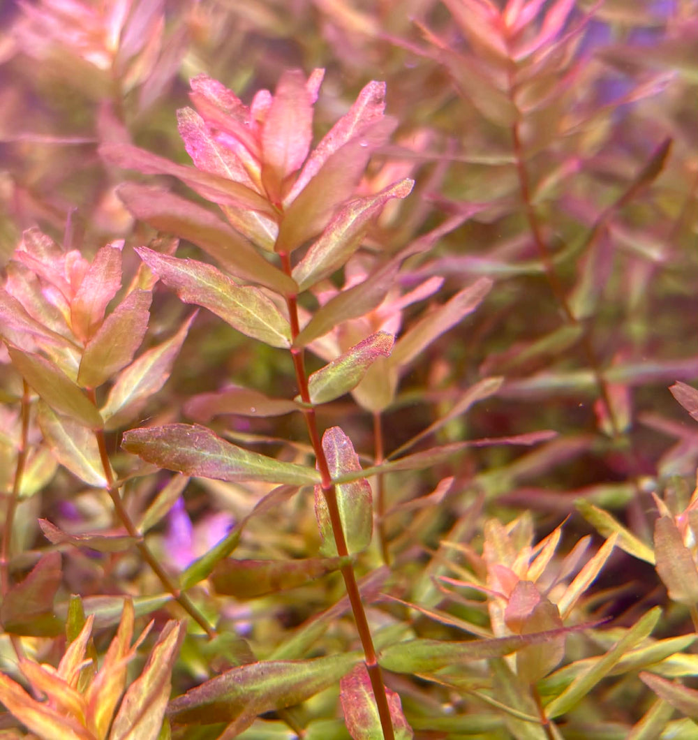 Rotala macranda 'Mini Gold' (NEW/ RARE) 6 Stems Submersed