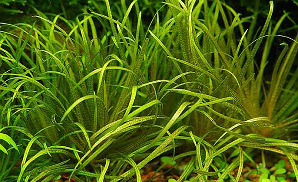 LCA Liverpool Creek Aquariums Blyxa Japonica Aquarium Plant