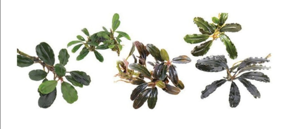 Bucephalandra sp. - Assorted ( Buy 5 get 1 FREE )