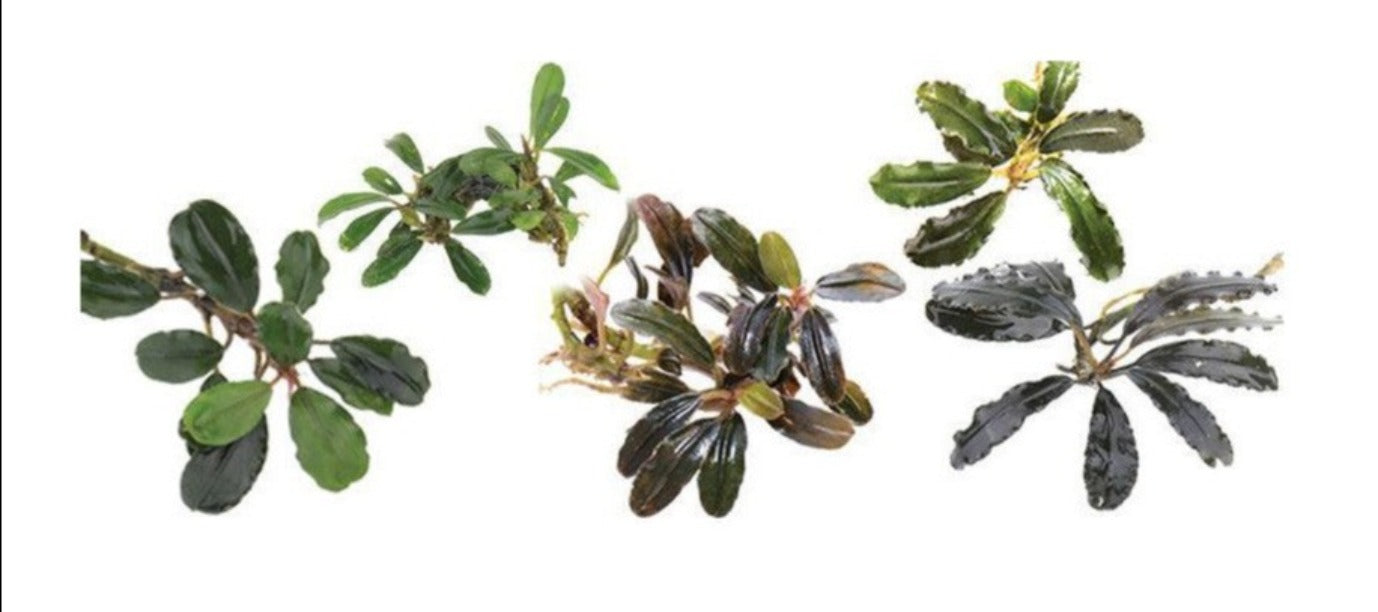 Bucephalandra sp. - Assorted ( Buy 5 get 1 FREE )