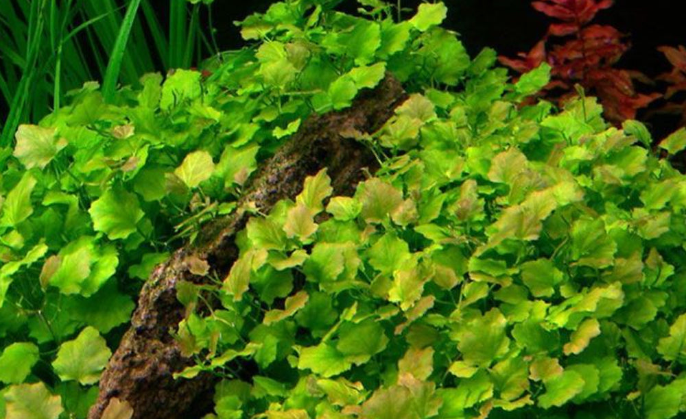 LCA Liverpool Creek Aquariums Cardamine lyrata aquarium plant
