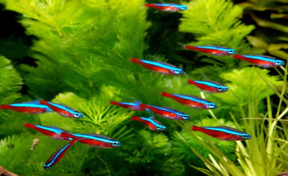 Cardinal Tetra - Pack of 10 Australian Bred