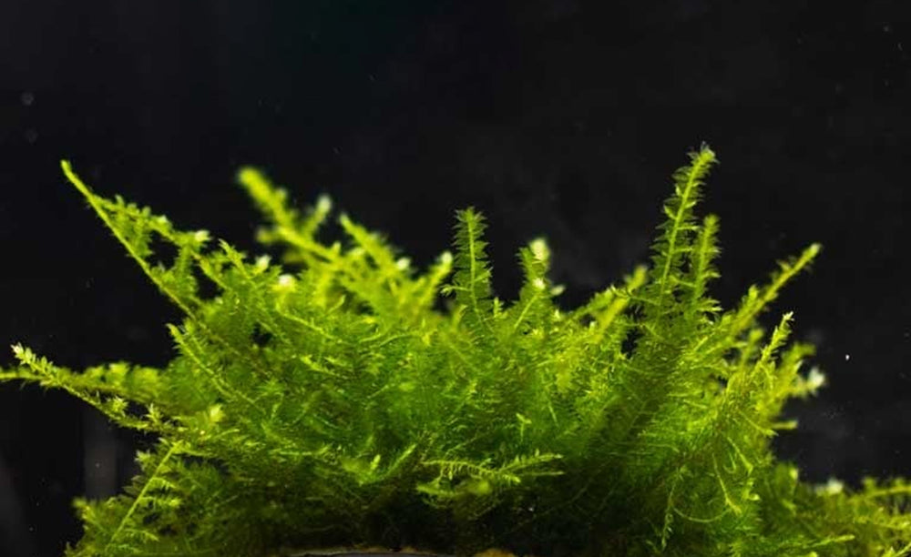 LCA Liverpool Creek Aquariums Christmas Moss  aquarium plant