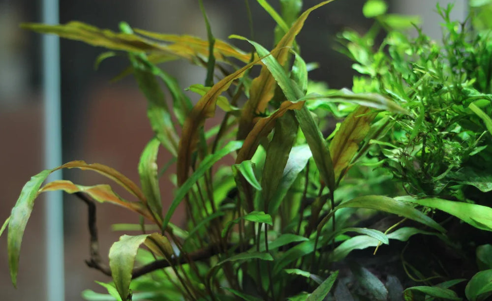 LCA Liverpool Creek Aquariums Crypt wendtii Undulatas Aquarium Plant