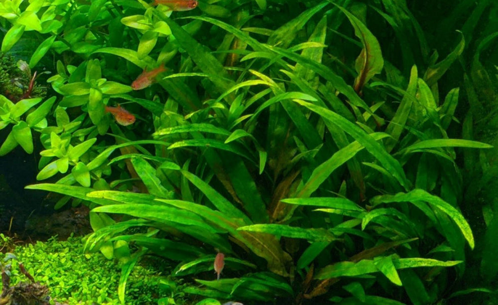 LCA Liverpool Creek Aquarium Cryptocoryne wendtii green aquarium plant