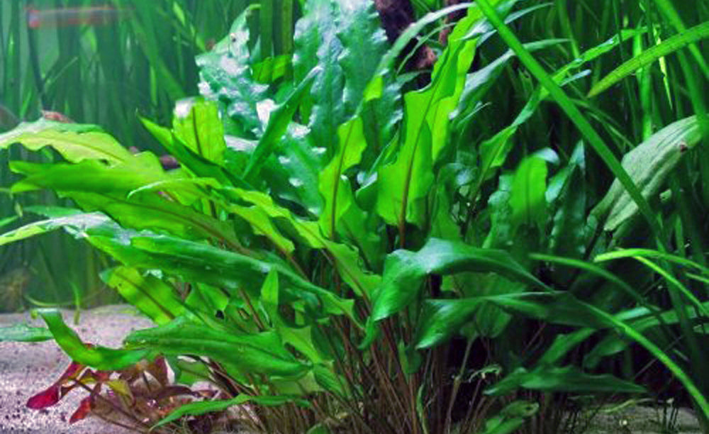 LCA Liverpool Creek Aquariums Crypt wendtii tall Aquarium plant
