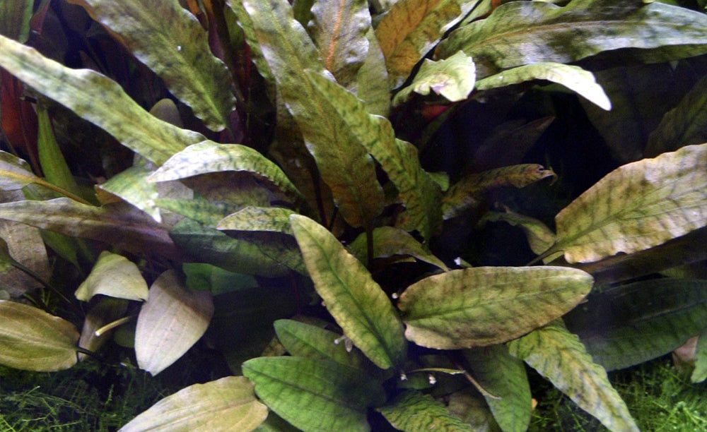 LCA Liverpool Creek Aquariums Crypt wendtii Tropica aquarium plant