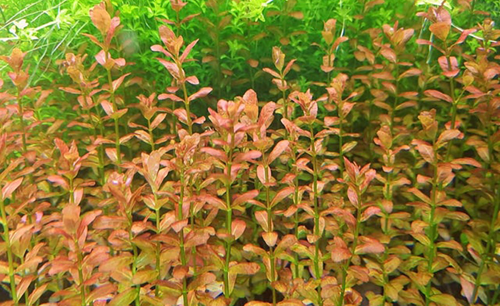 LCA Liverpool Creek Aquariums Cuphea anagalloidea aquarium plant