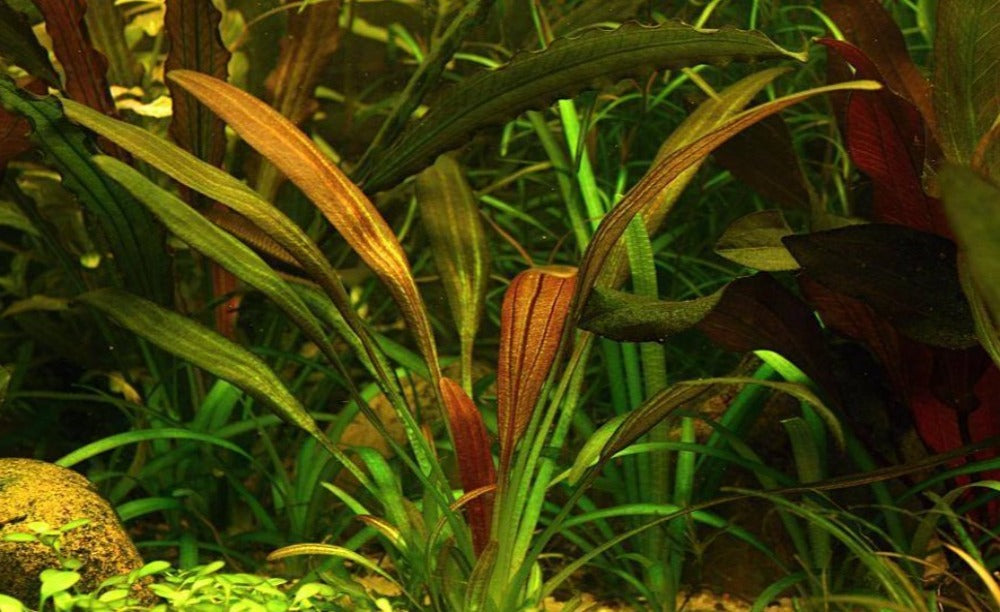 Echinodorus Fantastic Colour