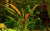 LCA Liverpool Creek Aquariums Echinodorus Fantastic Colour aquarium plant