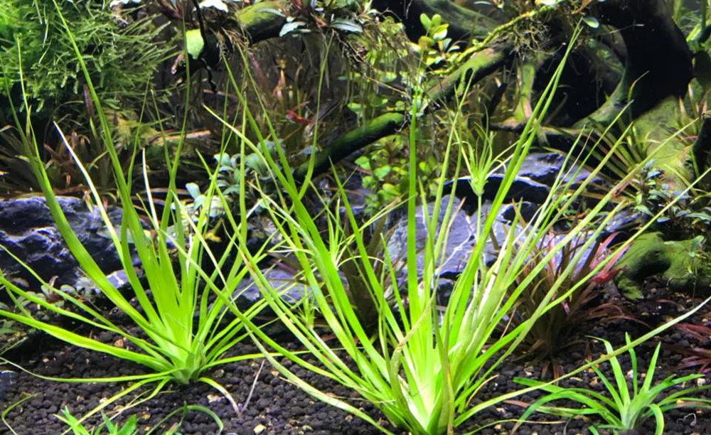 LCA Liverpool Creek Aquariums Eriocaulon lividum aquarium plant