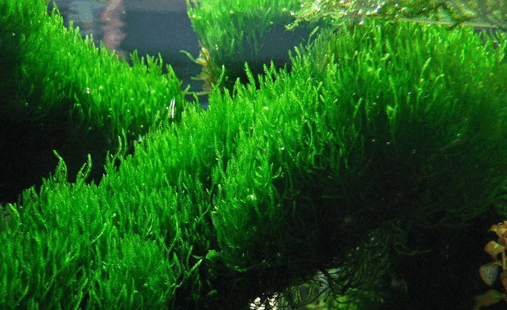 LCA Liverpool Creek Aquariums Flame Moss aquarium plant