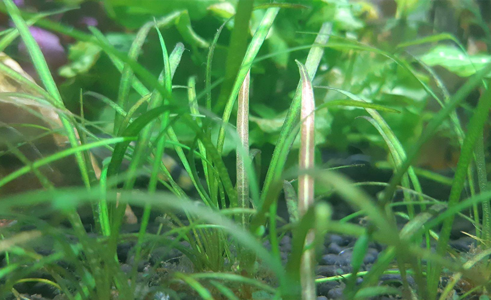 LCA Liverpool Creek Aquariums Helanthium tenellum "Micro" aquarium plant