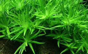 LCA Liverpool Creek Aquariums Heteranthera zosterifolia aquarium plant