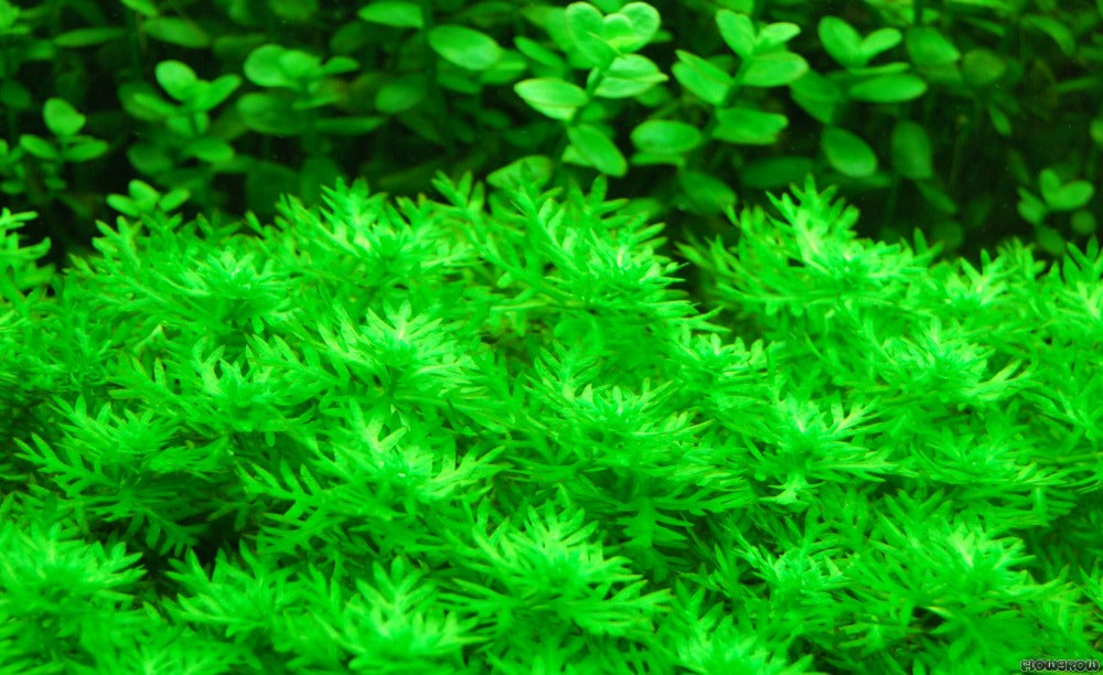 LCA Liverpool Creek Aquariums Hottonia palustris aquarium plant