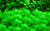 LCA Liverpool Creek Aquariums Hottonia palustris aquarium plant