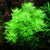 LCA Liverpool Creek Aquariums Hottonia palustris aquarium plant