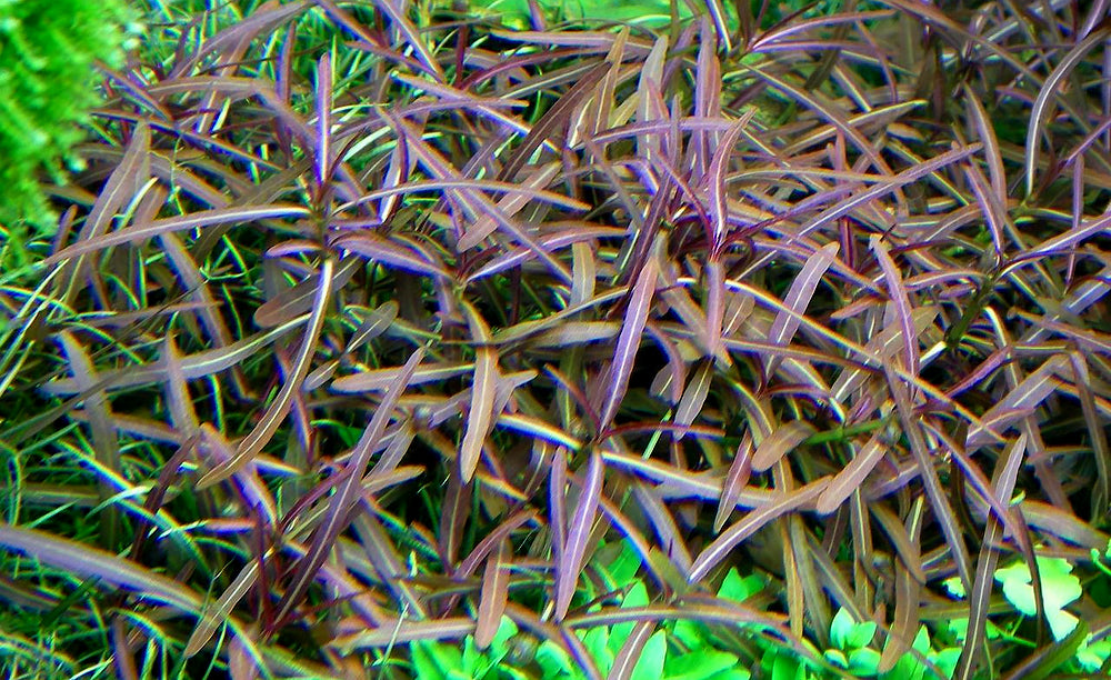 LCA Liverpool Creek Aquariums Hygrophila Araguaia aquarium plant
