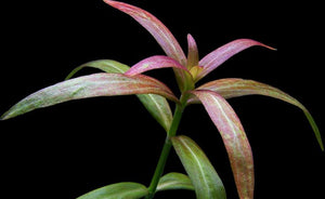 LCA Liverpool Creek Aquariums Hygrophila 'Pantanal' aquarium plant