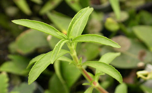 Hygrophila balsamica