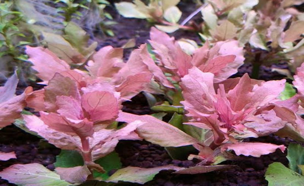 Hygrophila triflora (RARE) aka Wisteria Red