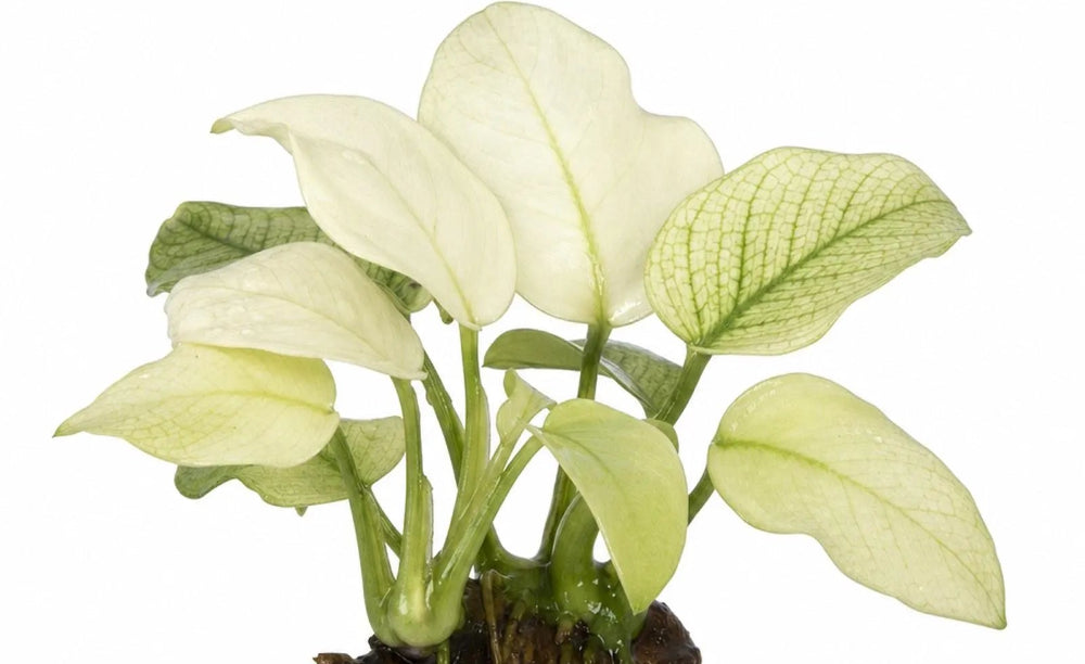 Anubias White (RARE)