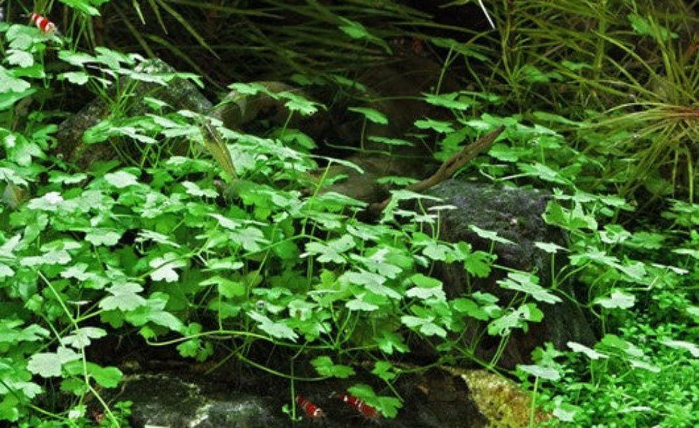 Hydrocotyle tripartita ‘Micro’  RARE