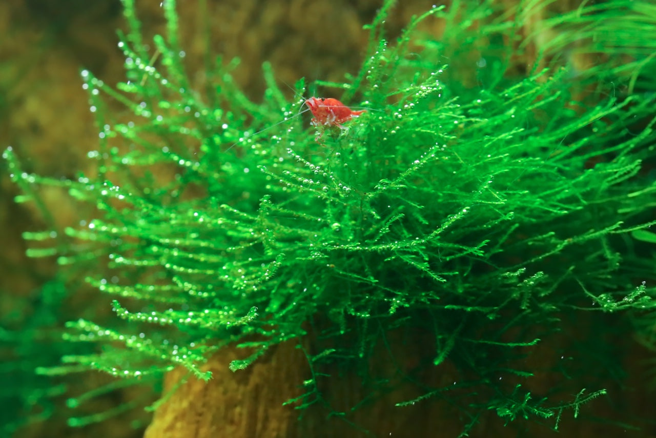 Java Moss 6cm diameter