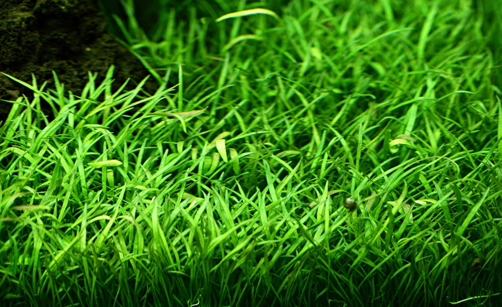 LCA Liverpool Creek Aquariums Lilaeopsis brasiliensis aquarium plant