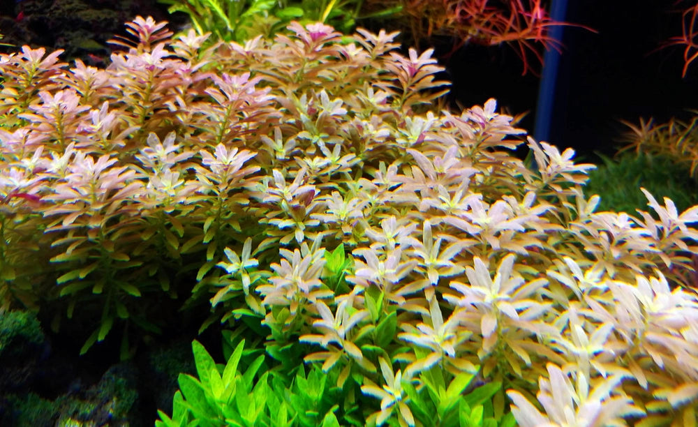 Uncommon Rare Plants Liverpool Creek Aquariums