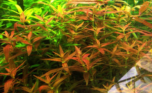 LCA LIverpool Creek Aquariums Limnophila repens mini aquarium plant