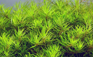 LCA Liverpool Creek Aquariums Limnophila 'Vietnam' aquarium plant