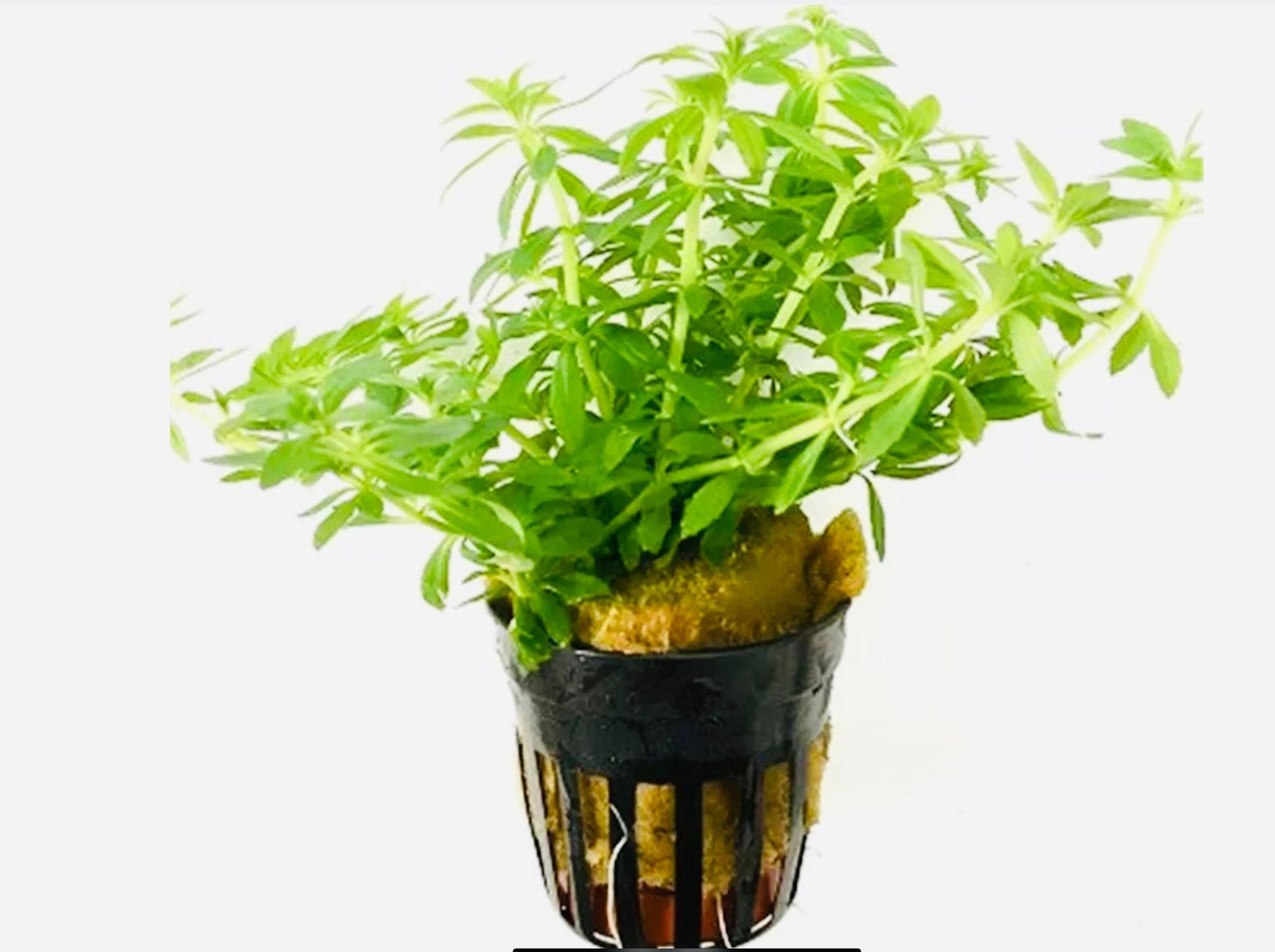 LCA Liverpool Creek Aquariums Limnophila 'Vietnam' aquarium plant
