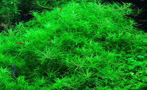 LCA Liverpool Creek Aquariums Limnophila 'Vietnam' aquarium plant