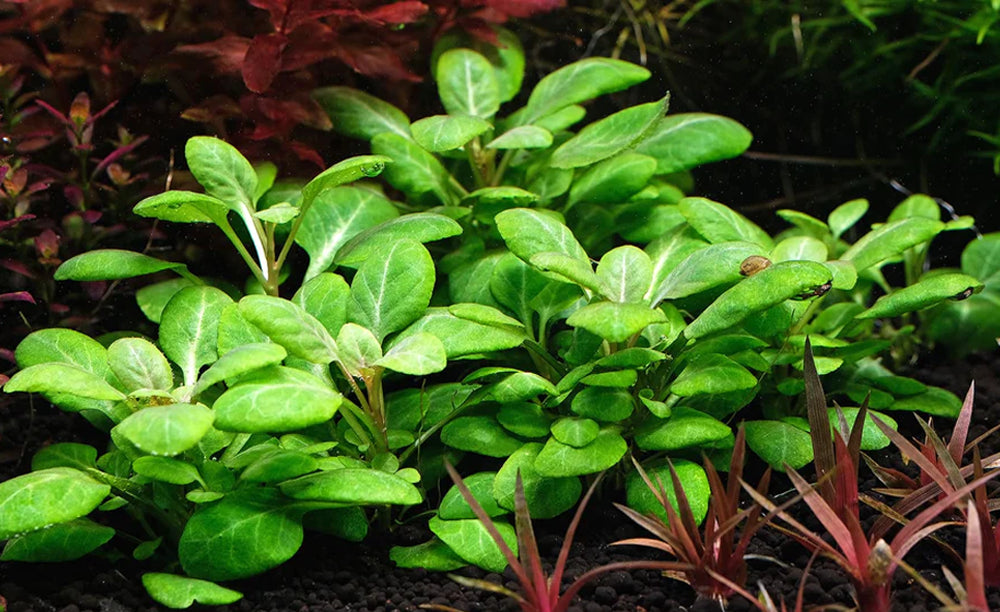 Lobelia cardinalis shop