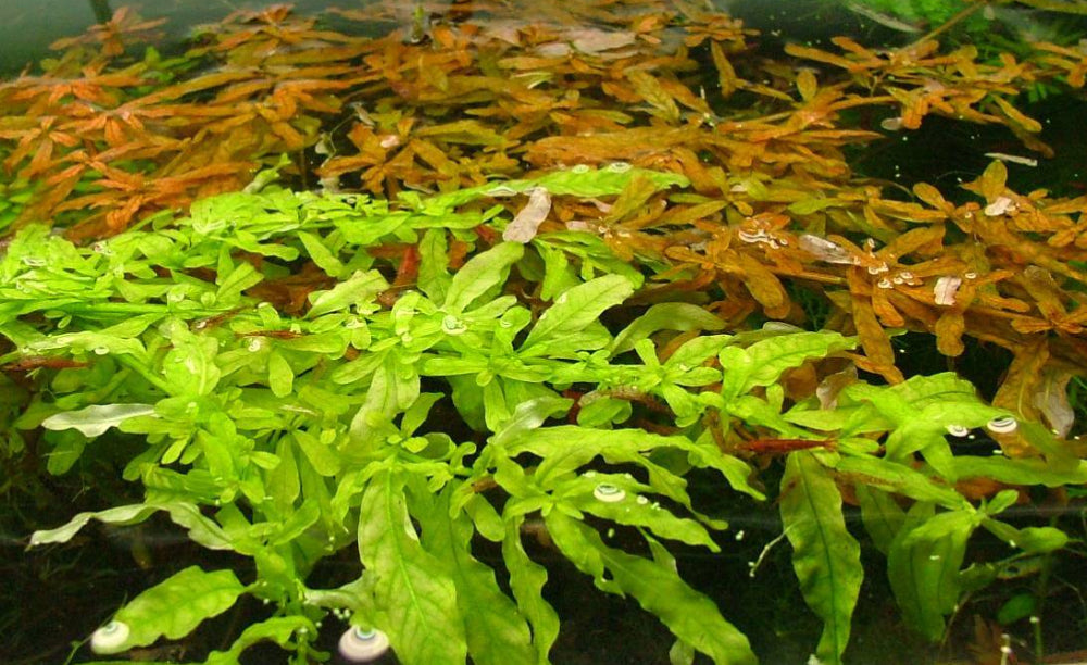 Ludwigia inclinata ‘Green’ (RARE) 50% OFF