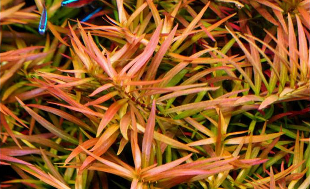 LCA Liverpool Creek Aquariums Ludwigia brevipes aquarium plant
