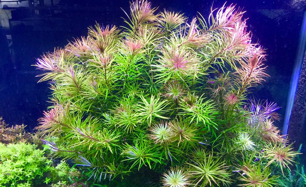 LCA Liverpool Creek Aquariums Ludwigia "Cuba" aquarium plant